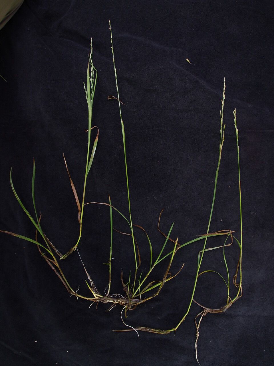 Glyceria tonglensis habit