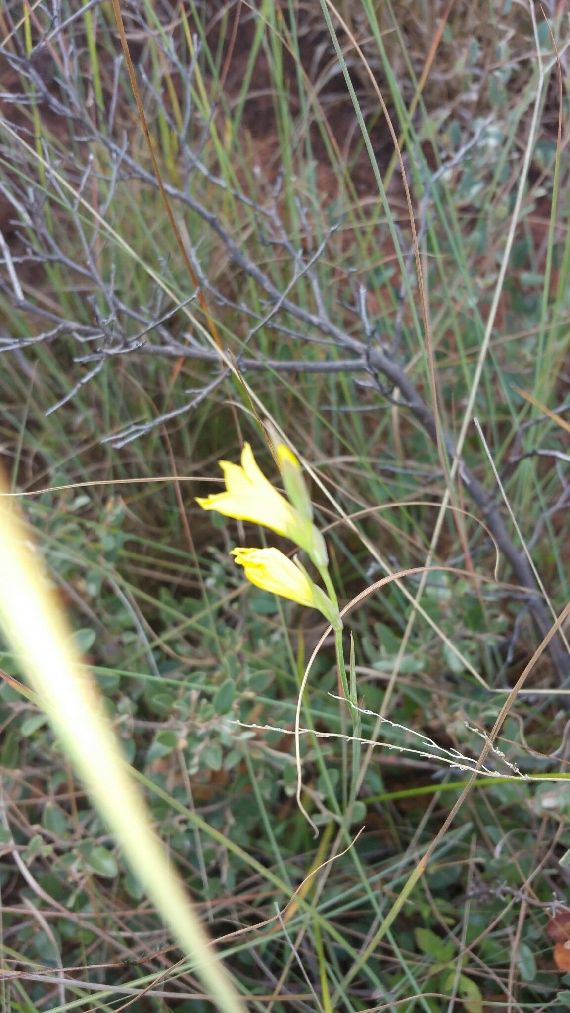 Gladiolus perrieri — houseplant care guide