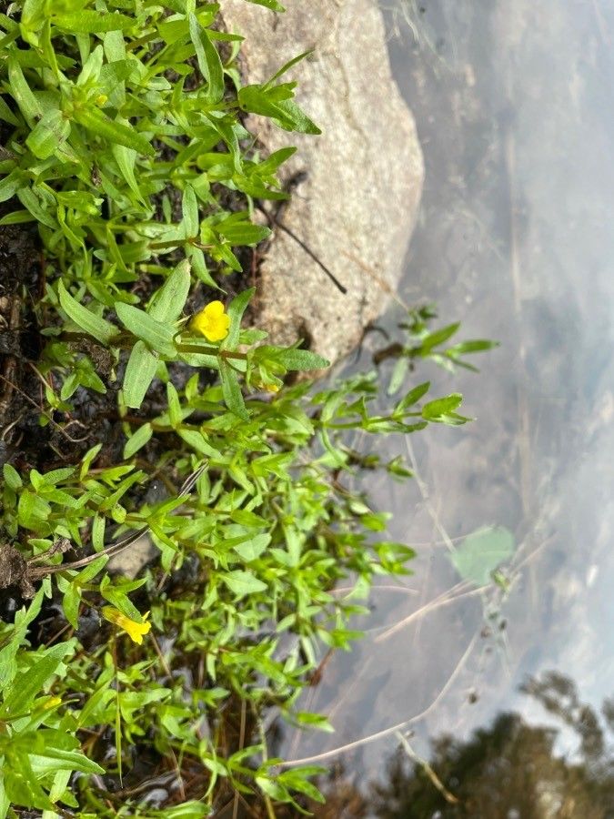 Gratiola aurea — related species from the same genus