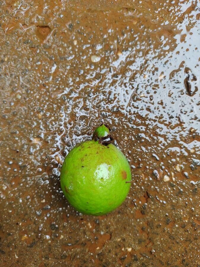 Psidium acutangulum fruit