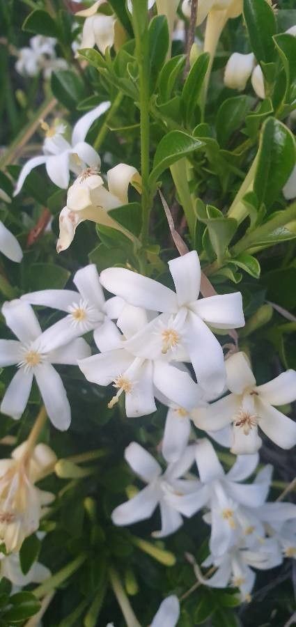 Turraea mombassana flower