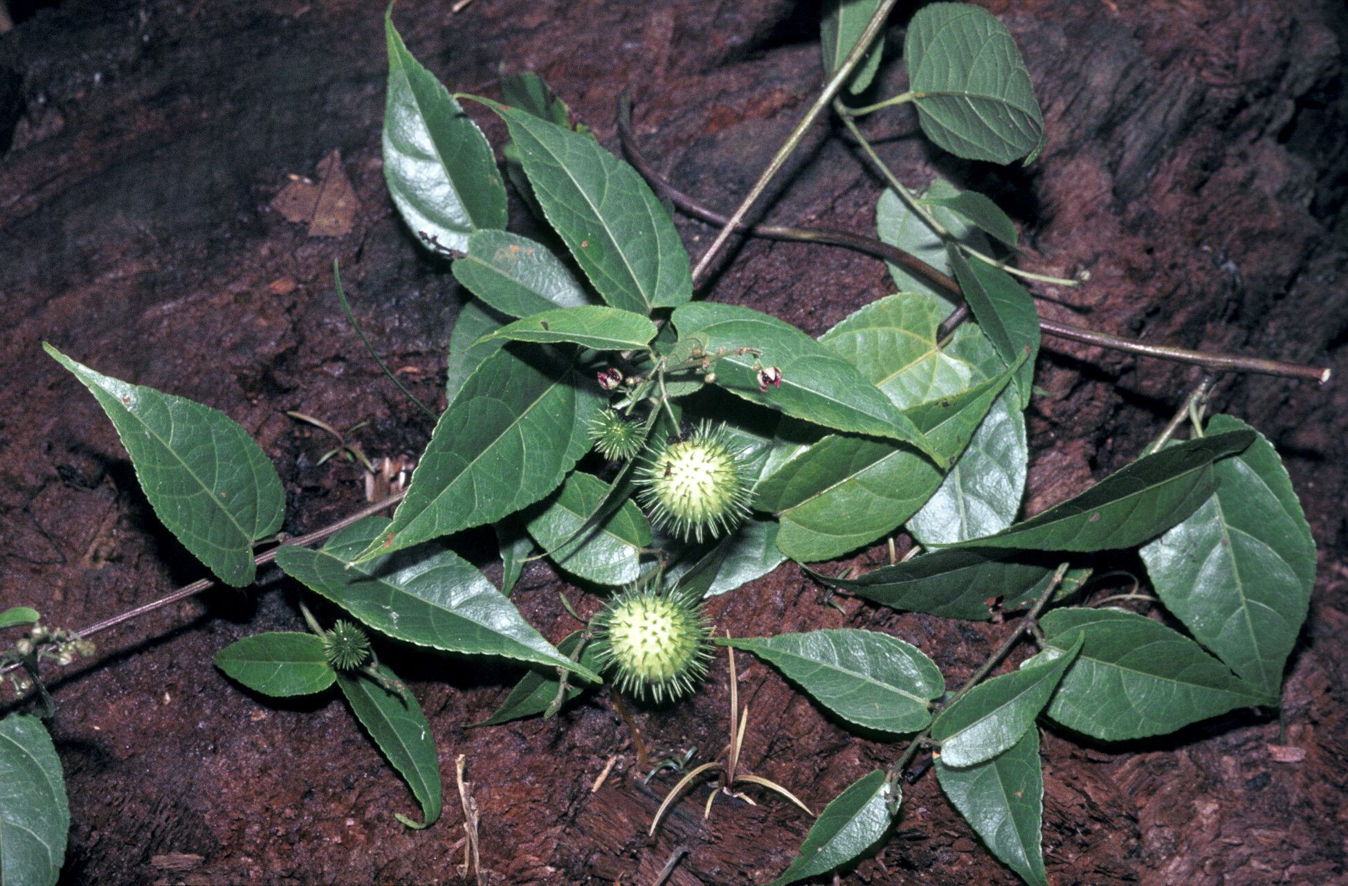 Ayenia byttnerioides fruit