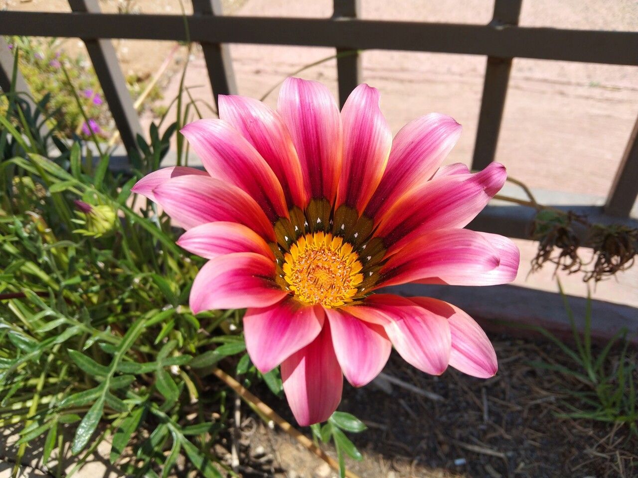 Gazania rigens var. uniflora x linearis flower