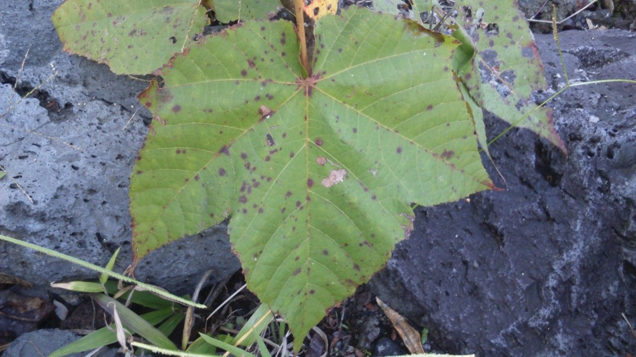 Dombeya condensata leaf