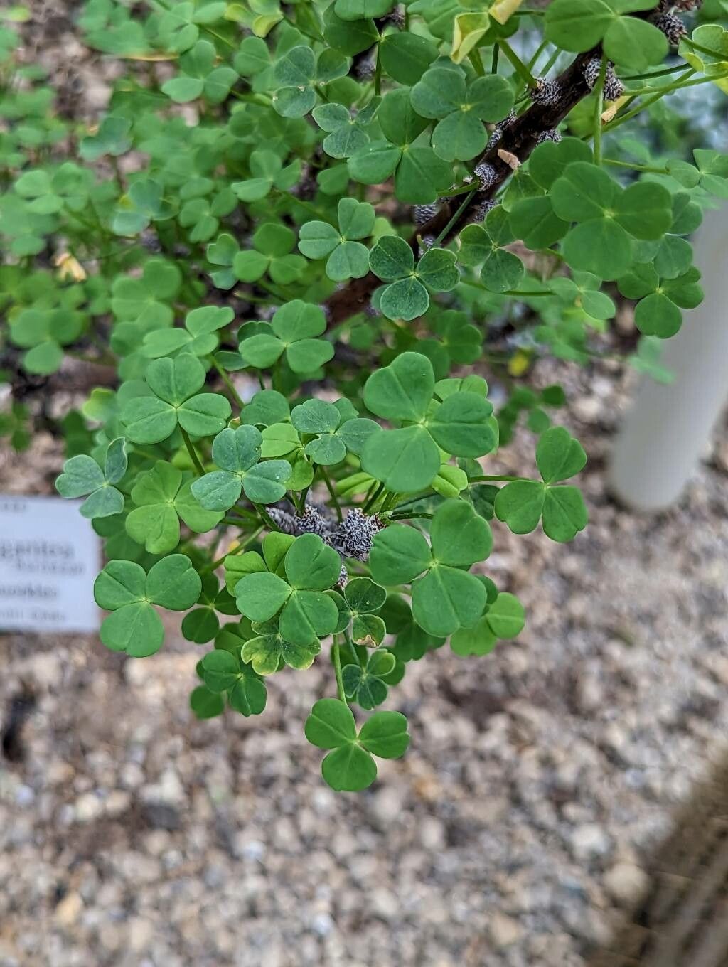 Oxalis gigantea — houseplant care guide