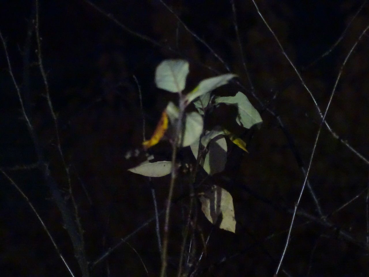 Cotoneaster neo-antoninae — houseplant care guide