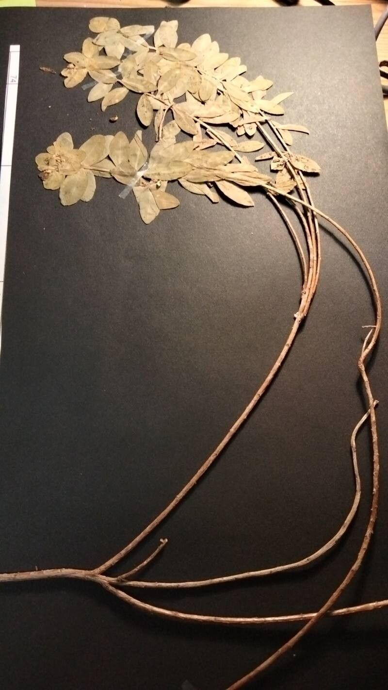 Euphorbia hierosolymitana habit