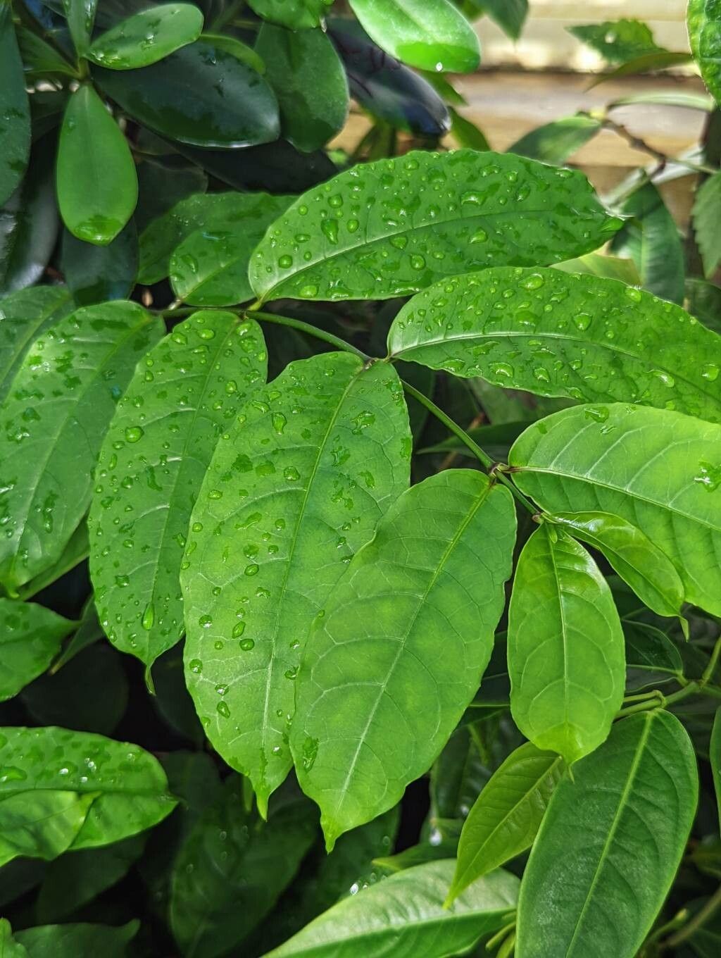 Strophanthus preussii — houseplant care guide