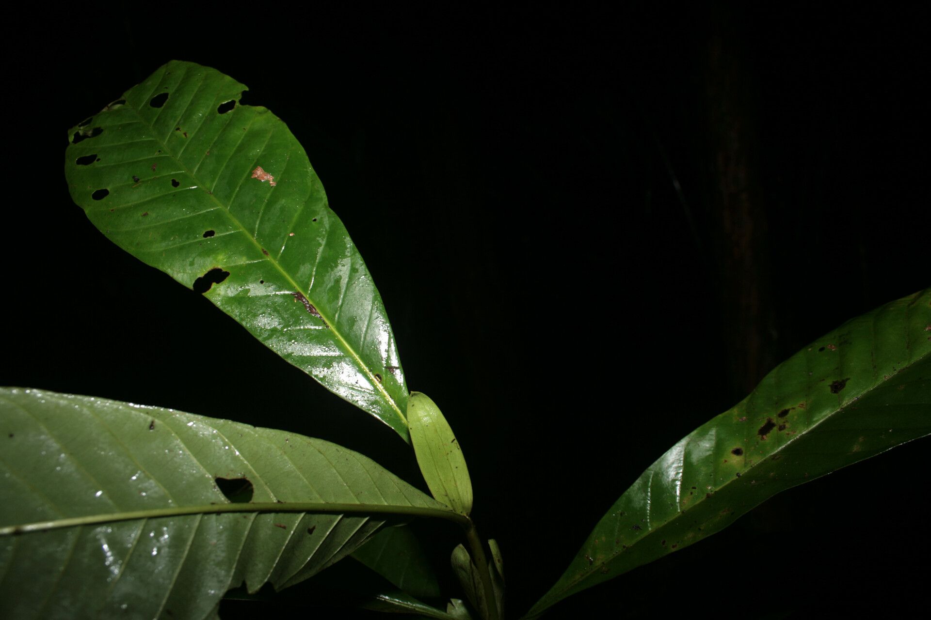 Capirona macrophylla leaf
