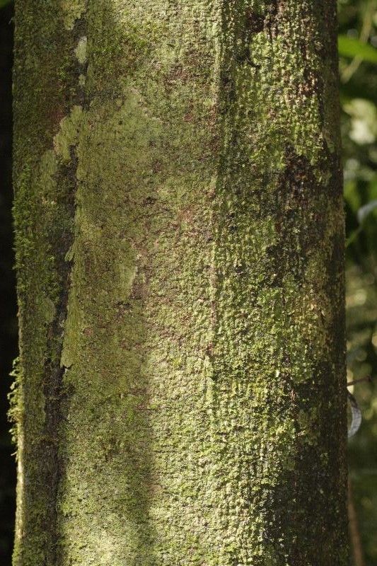 Guatteria anteridifera bark