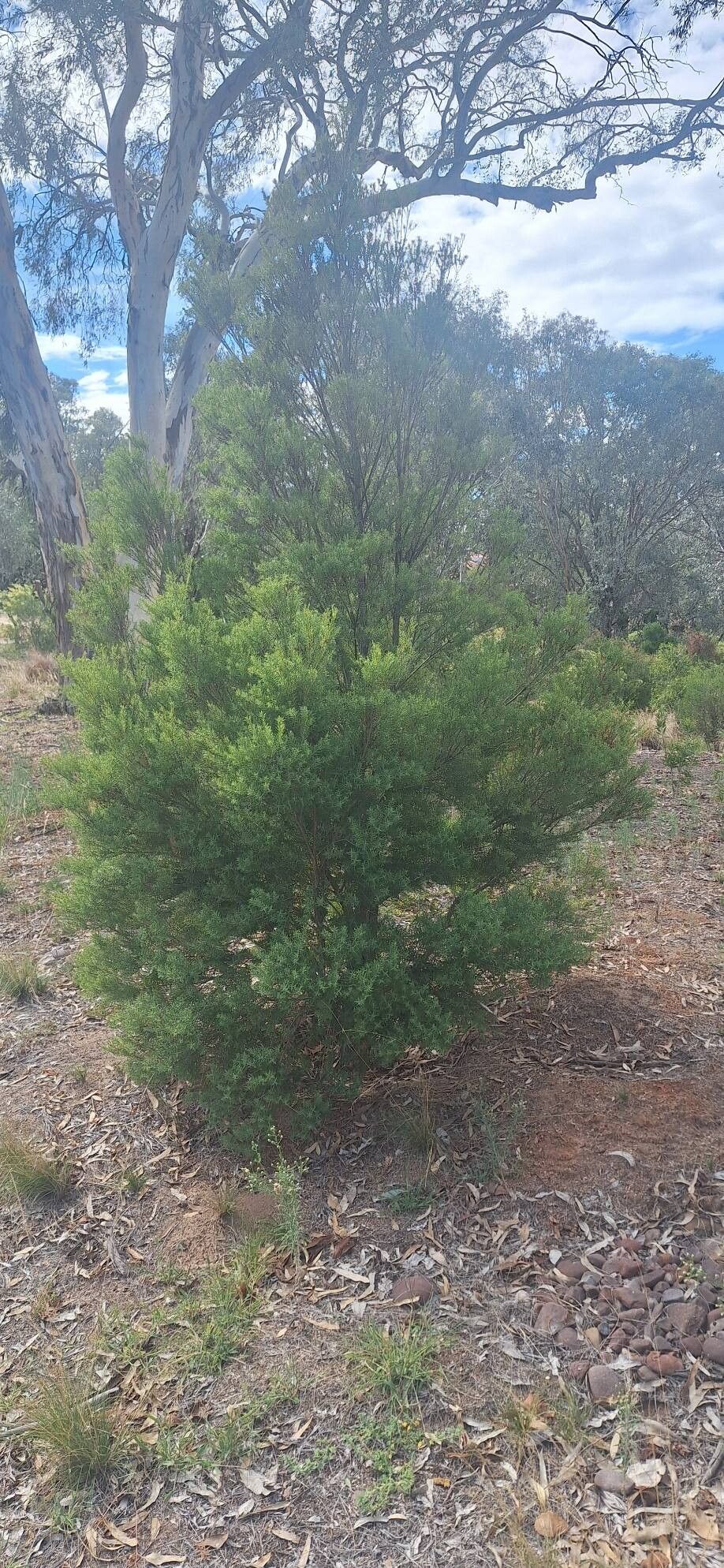Melaleuca linophylla habit