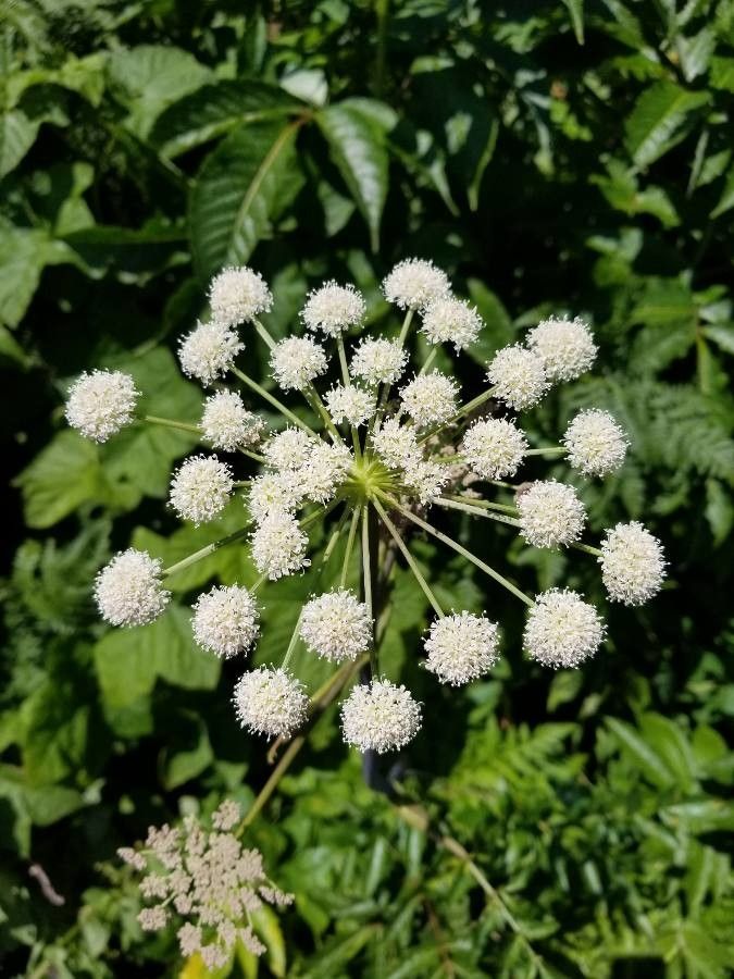 Angelica arguta flower