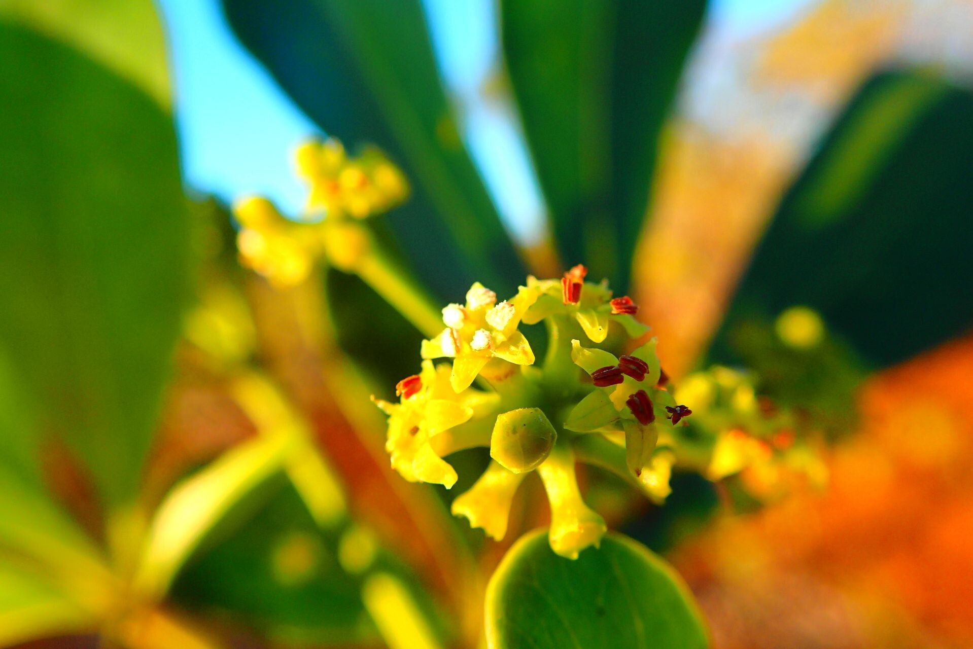 Plerandra crassipes flower