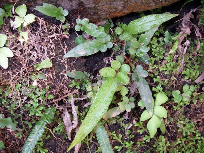 Blechnum gracile habit