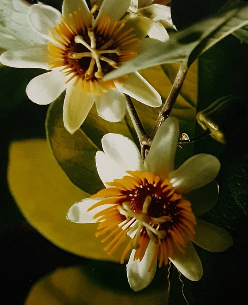 Passiflora holosericea flower