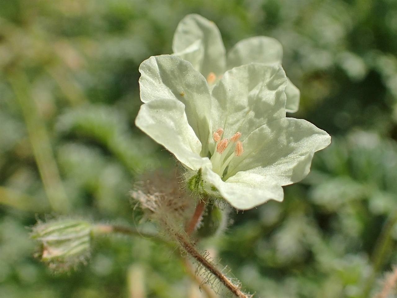 Erodium chrysanthum flower
