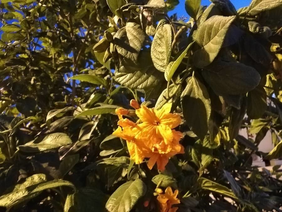 Cordia sebestena flower