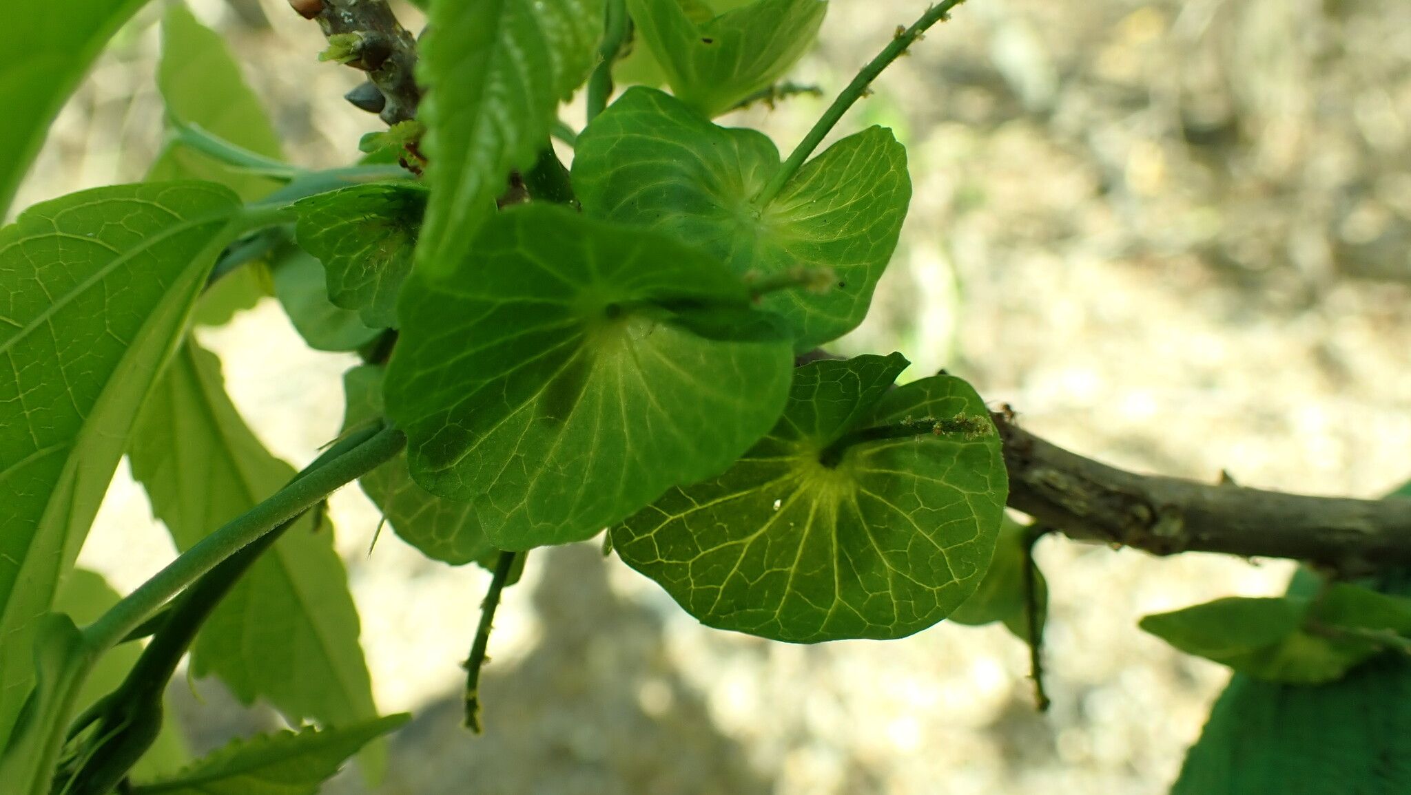 Acalypha mayottensis leaf