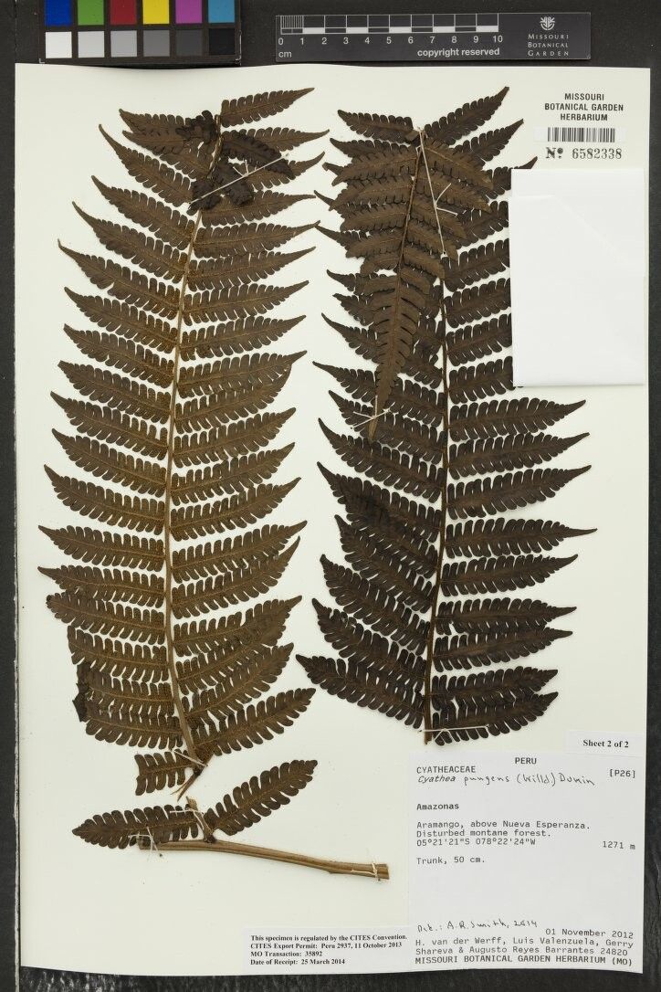 Cyathea pungens other