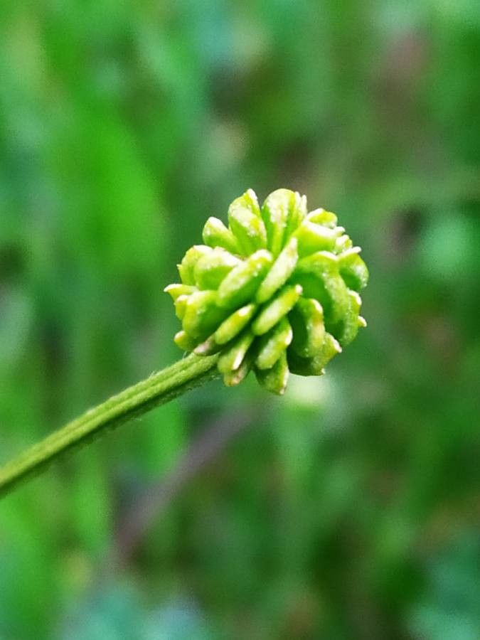 Ranunculus bulbosus fruit