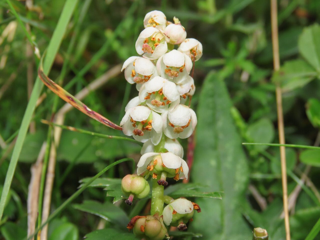 Pyrola minor flower
