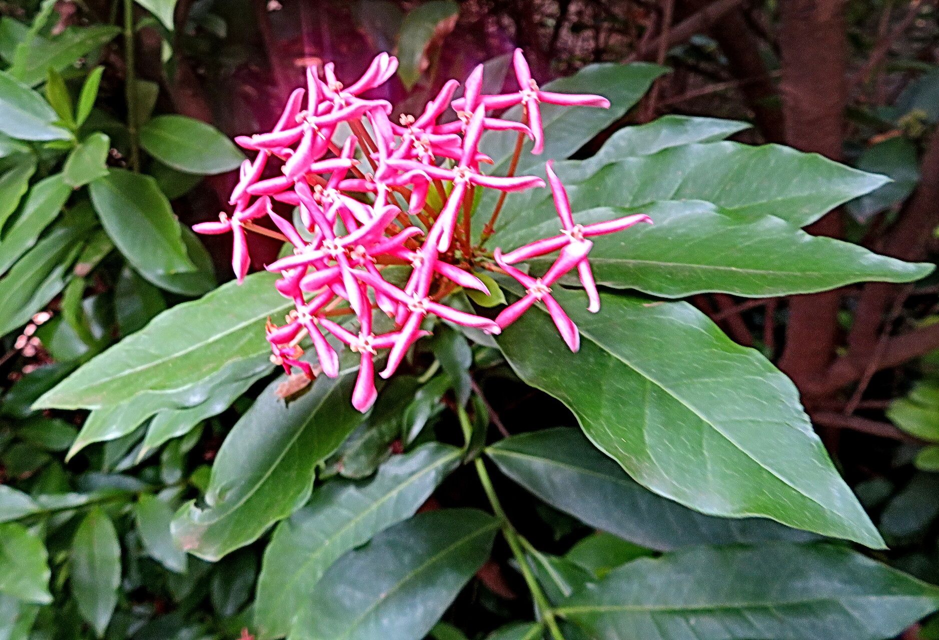 Ixora undulata flower