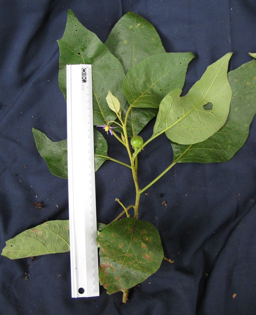 Solanum erythrotrichum other