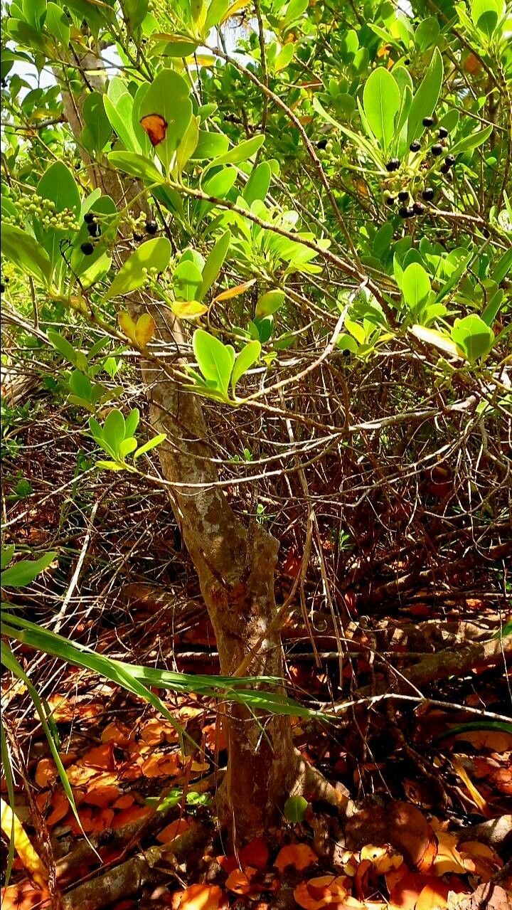 Erithalis fruticosa — houseplant care guide