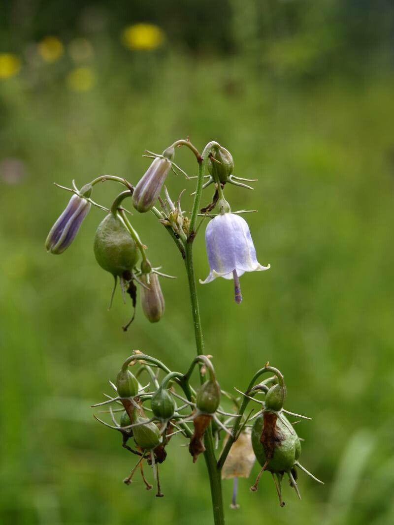 Adenophora triphylla flower