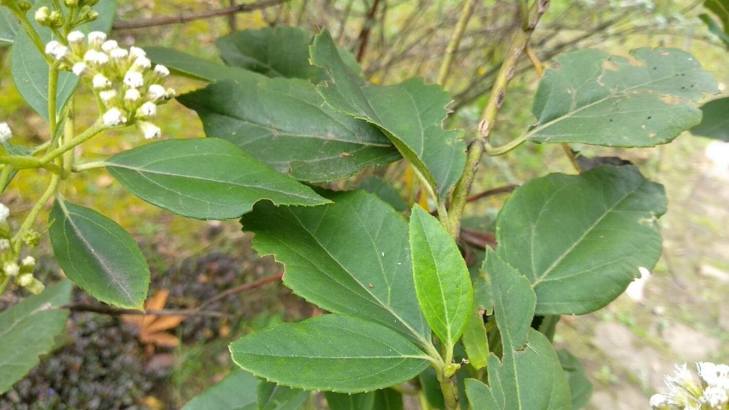 Ageratina aristei leaf