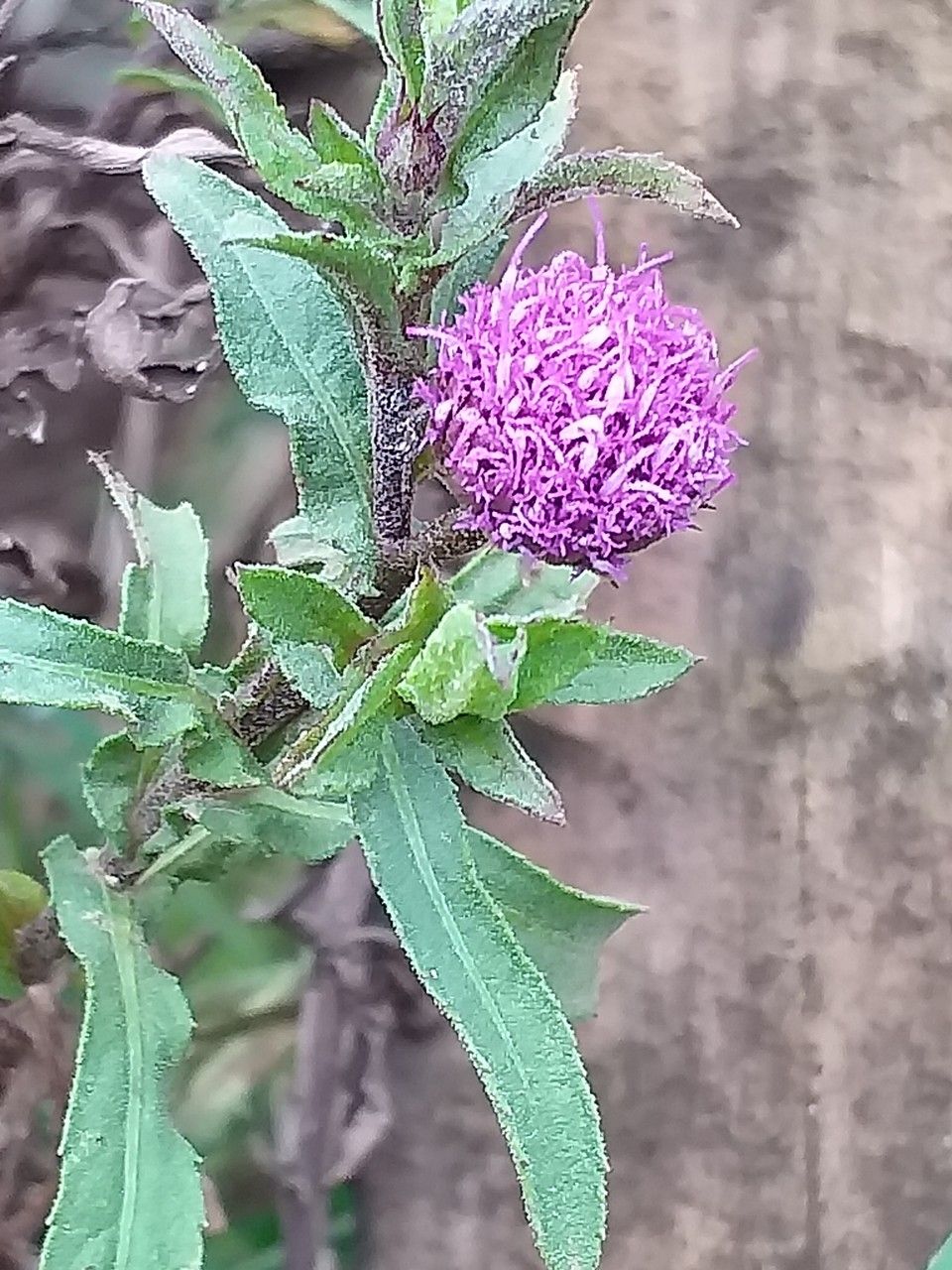 Sphaeranthus suaveolens flower