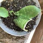 Dracaena trifasciata