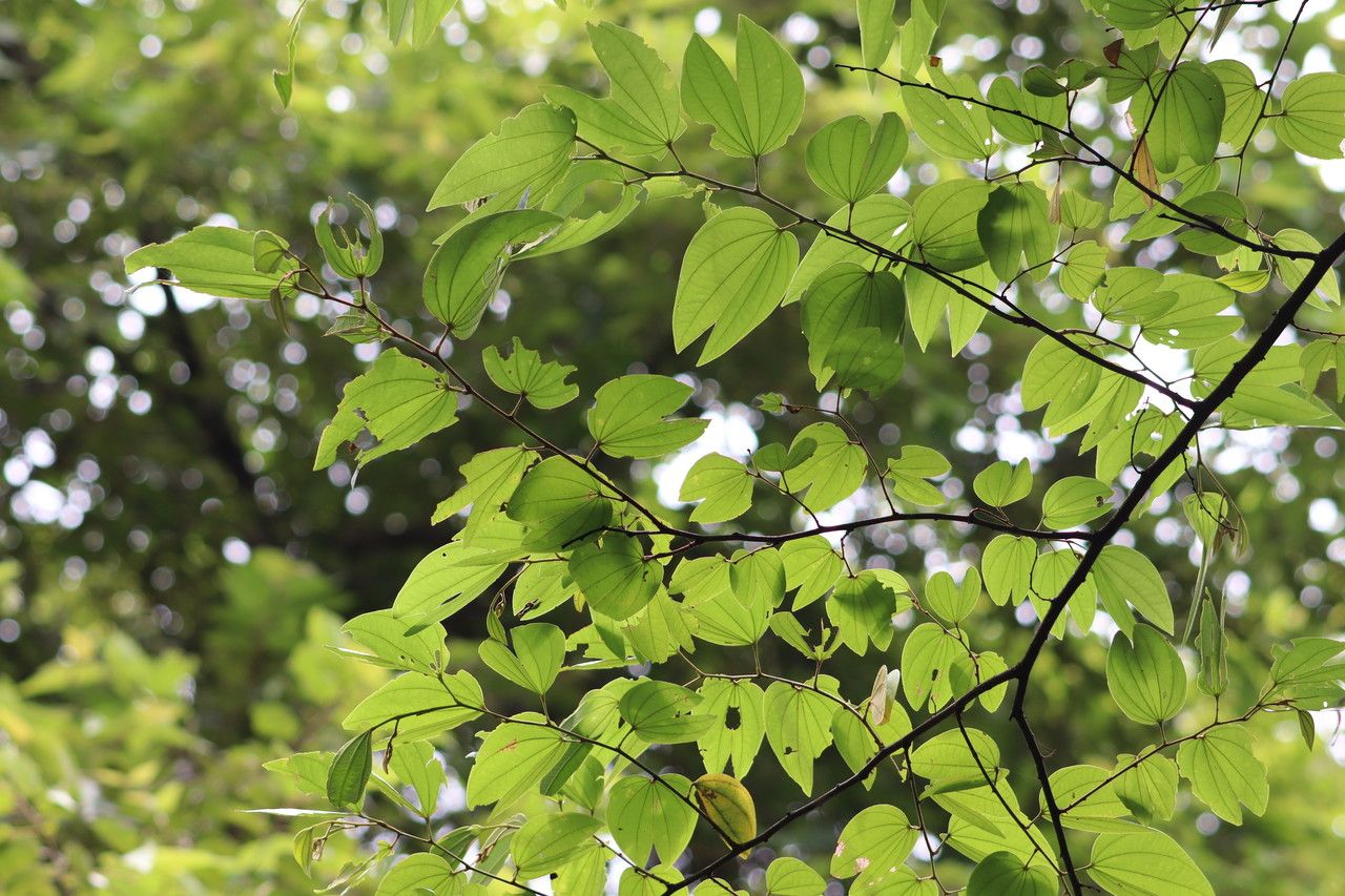 Bauhinia ungulata leaf