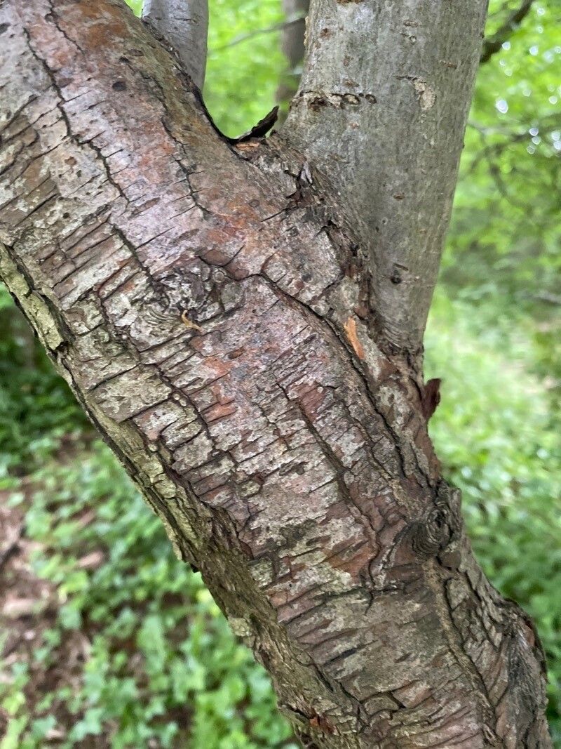 Crataegus rosiformis bark