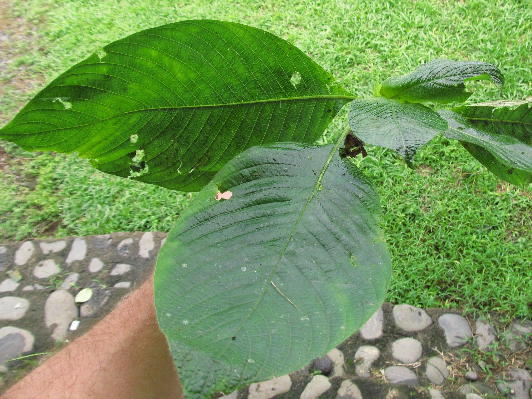 Sabicea urbaniana — houseplant care guide