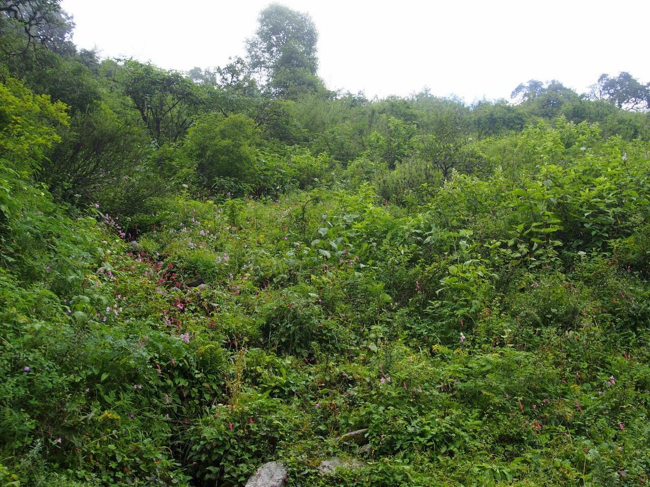 Pedicularis megalantha other