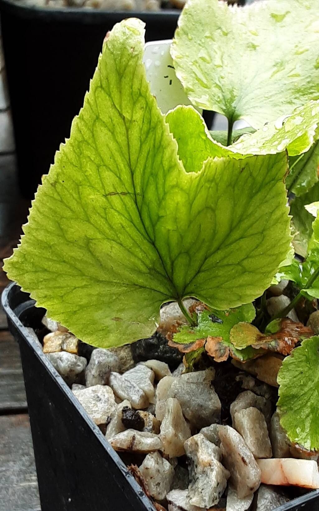 Cyrtomium anomophyllum leaf