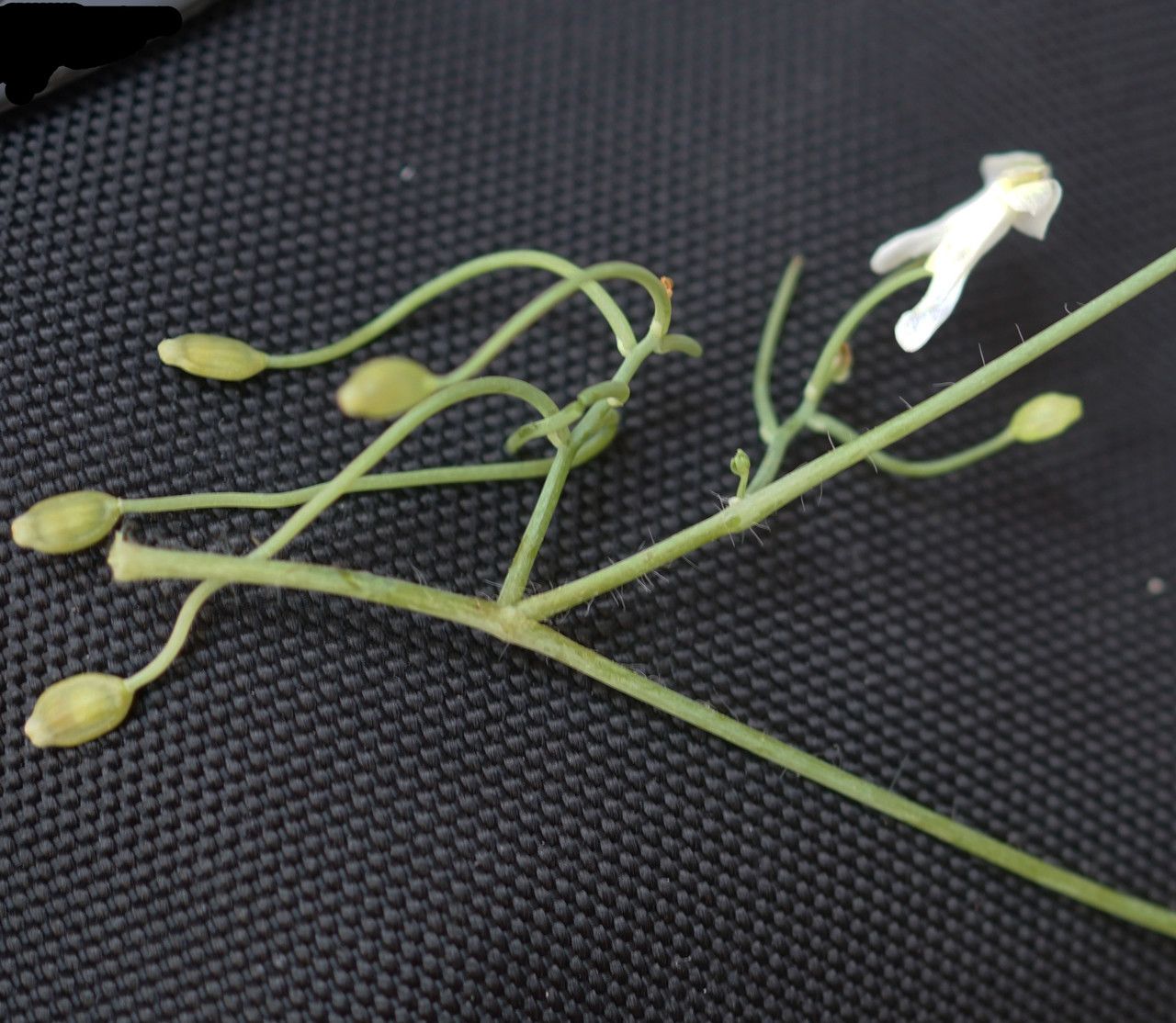 Sarcocapnos enneaphylla fruit