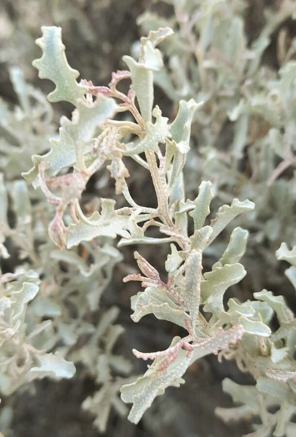 Atriplex lampa — search result for 'Atriplex'
