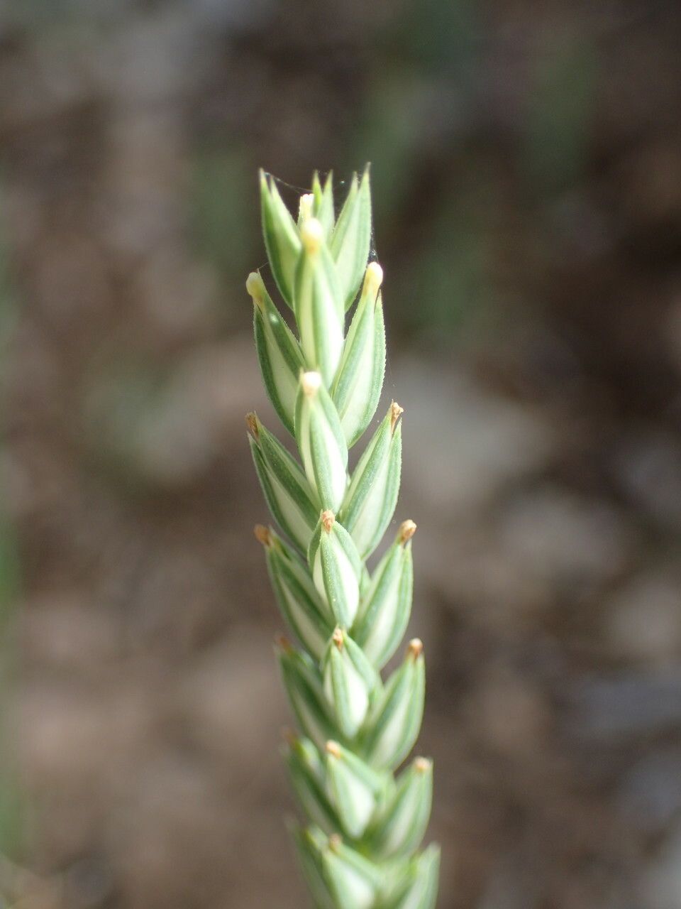 Crucianella angustifolia flower