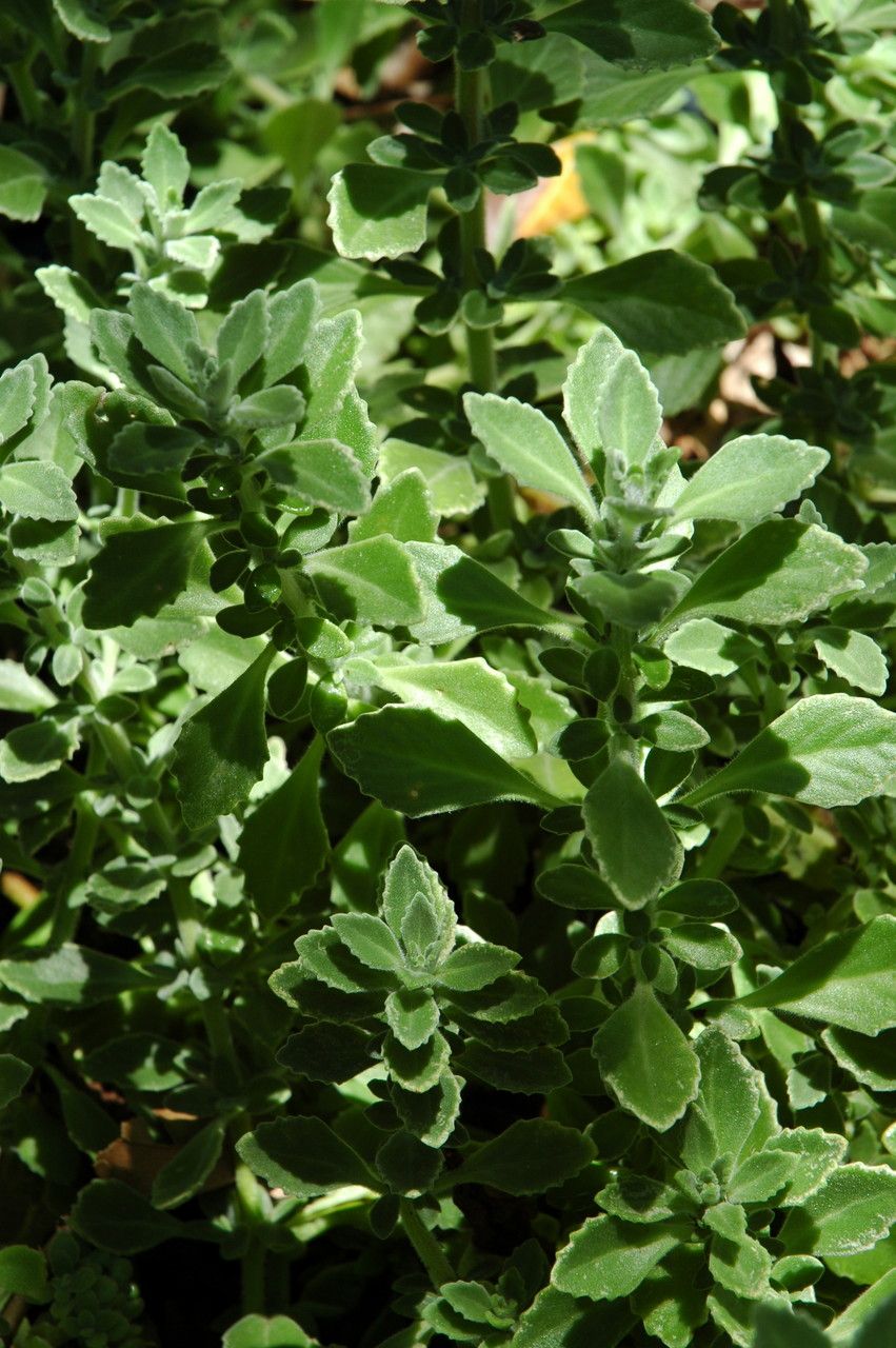 Plectranthus montanus — search result for 'Plectranthus'