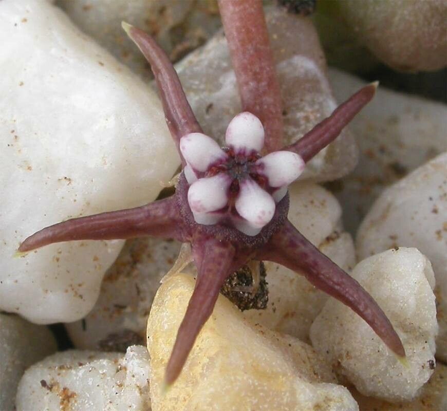 Duvalia angustiloba — related species from the same genus