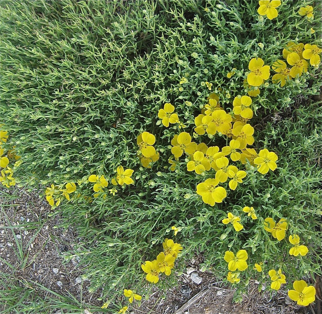 Zinnia grandiflora habit
