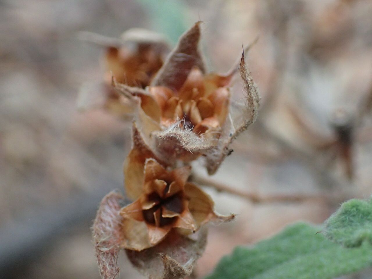 Cistus pouzolzii fruit