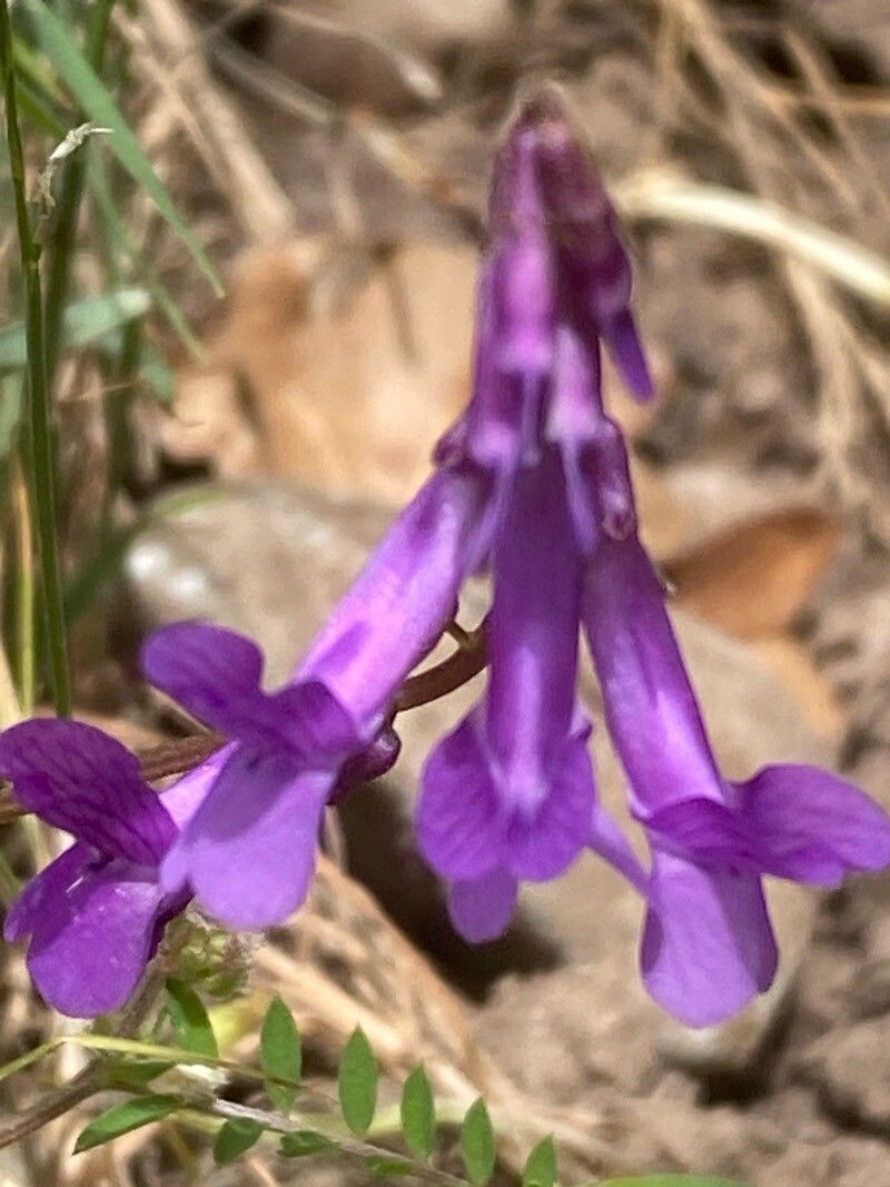 Vicia cretica flower
