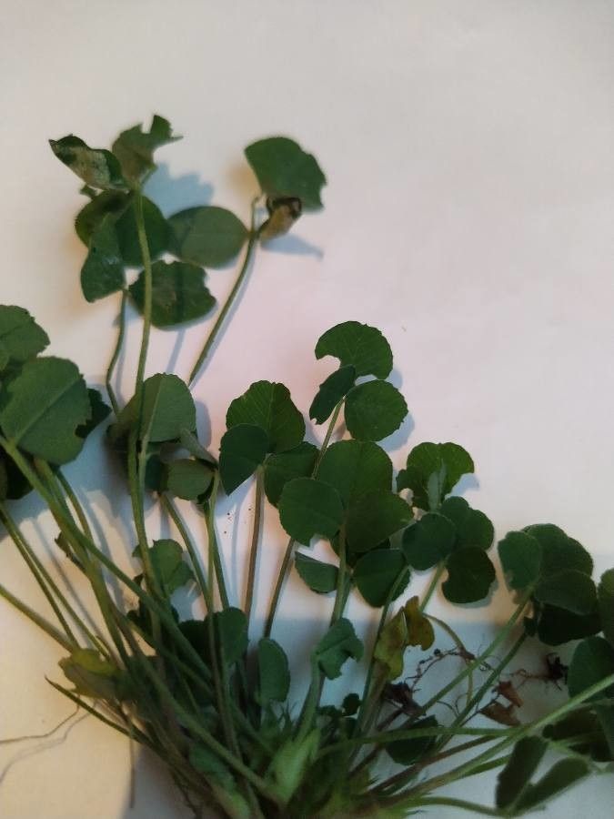 Trigonella stellata leaf