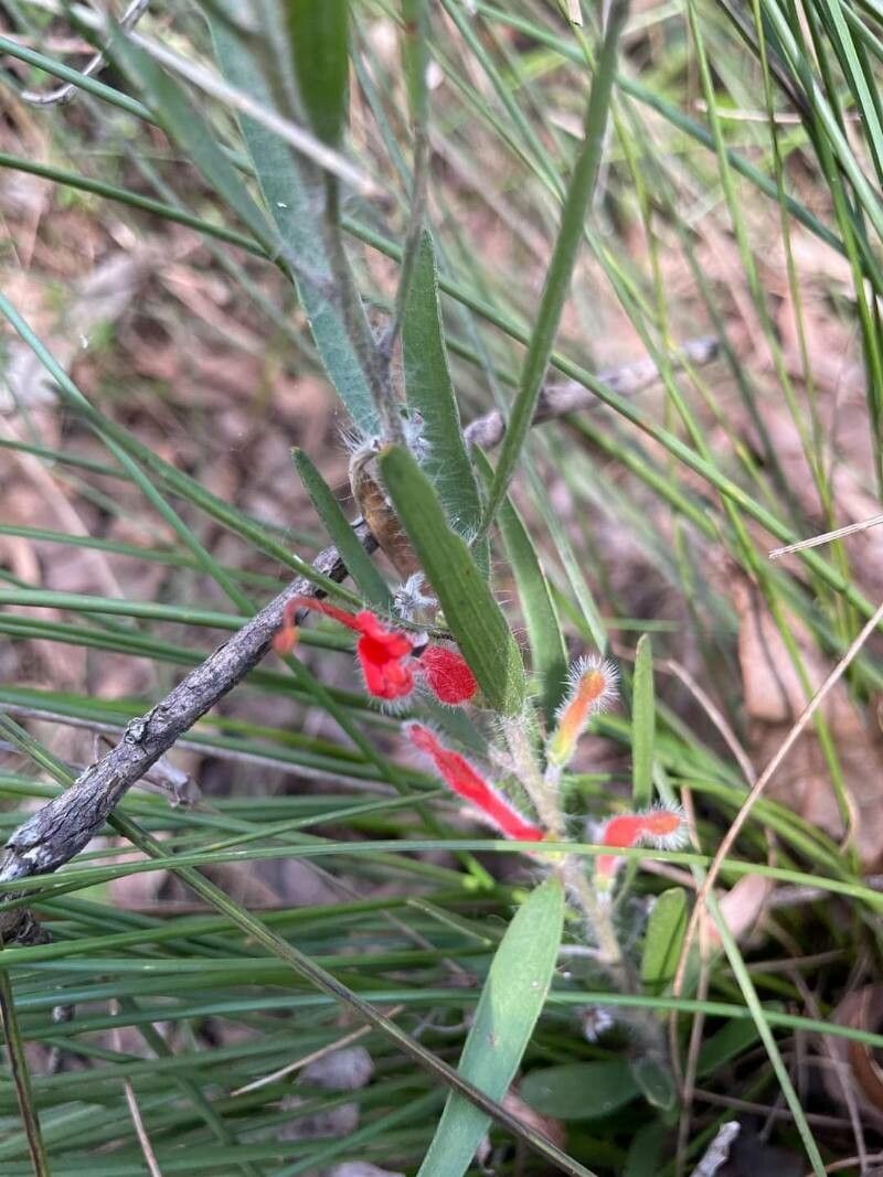 Adenanthos barbigerus habit