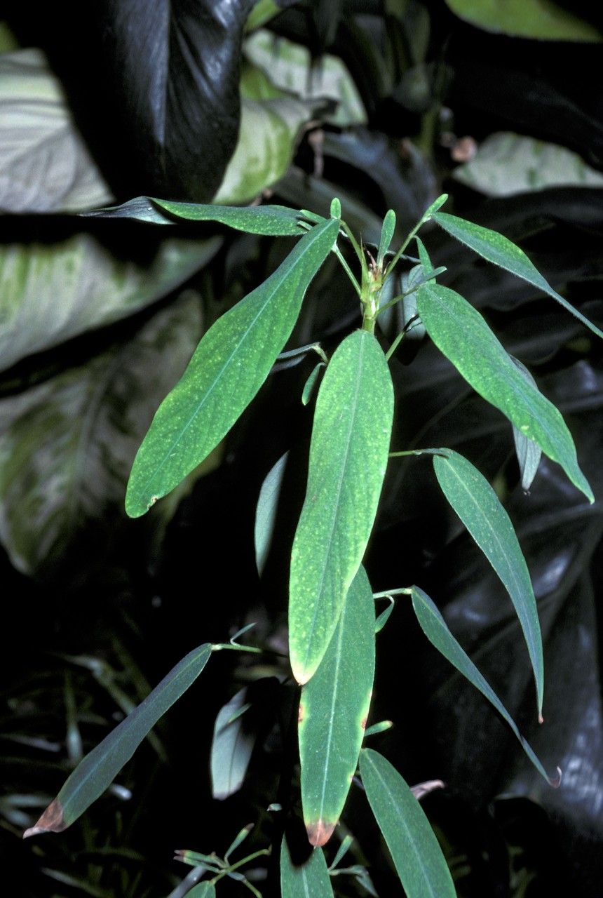 Codariocalyx gyroides bark