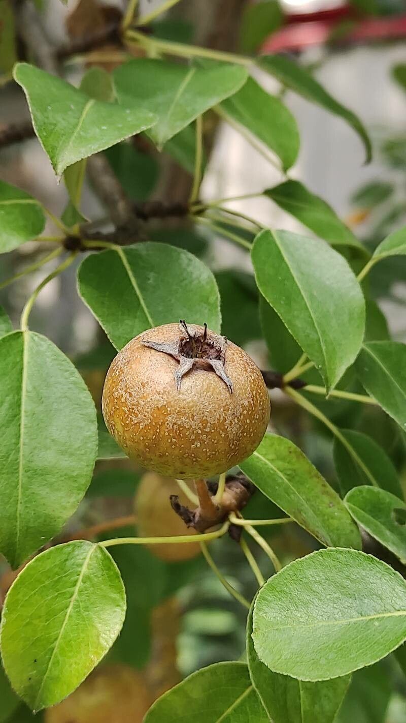 Pyrus elaeagnifolia fruit