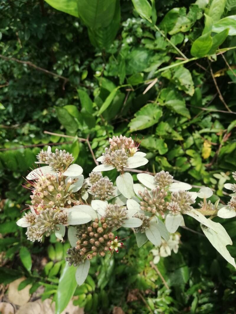 Combretum bracteatum — houseplant care guide